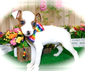 Jack-Rat Terrier Puppy for sale in HAMMOND, IN, USA