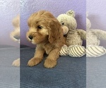 Small Photo #3 Goldendoodle Puppy For Sale in FRESNO, CA, USA
