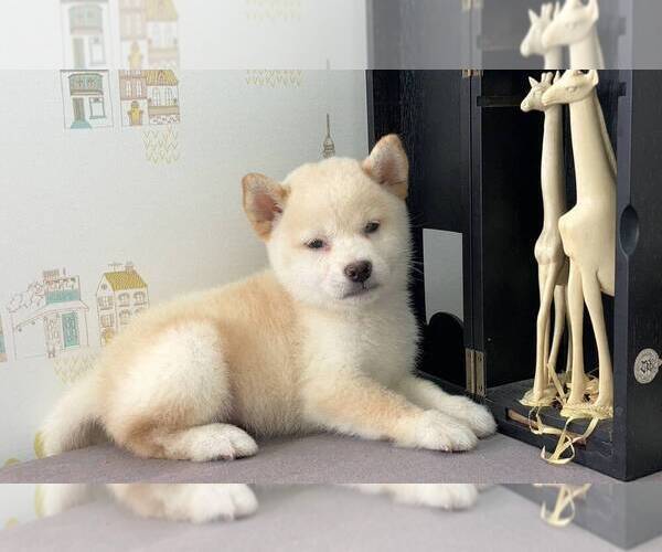 Medium Photo #1 Shiba Inu Puppy For Sale in SAN JOSE, CA, USA