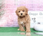 Small Photo #3 Cavapoo Puppy For Sale in BEL AIR, MD, USA