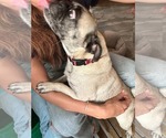 Small #2 Pug
