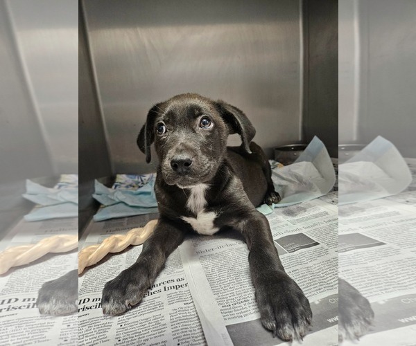 Medium Photo #1 Labrador Retriever-Unknown Mix Puppy For Sale in El Centro, CA, USA