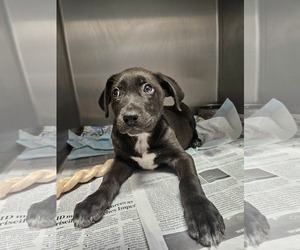 Labrador Retriever-Unknown Mix Dogs for adoption in El Centro, CA, USA