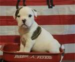 Puppy 0 American Bulldog