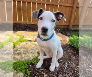 American Pit Bull Terrier-Labrador Retriever Mix Dogs for adoption in Gilberts, IL, USA