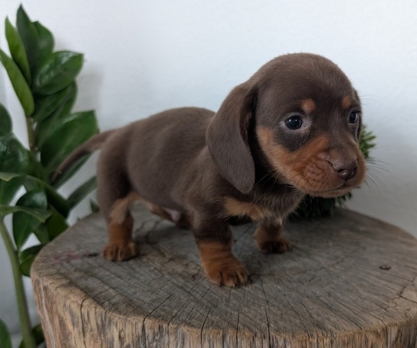 Medium Photo #8 Dachshund Puppy For Sale in GOSHEN, IN, USA