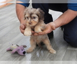 Small Photo #13 Cavapoo Puppy For Sale in CARLISLE, KY, USA