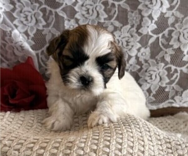 Medium Photo #3 Cavachon-Shih Tzu Mix Puppy For Sale in THORP, WI, USA