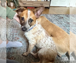 Small Photo #7 Red Heeler-Unknown Mix Puppy For Sale in Washington, DC, USA