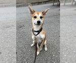 Small #4 Chihuahua-Spaniel Mix