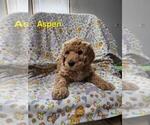 Puppy Aspen   Yellow Poodle (Standard)