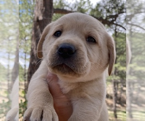 Labrador Retriever Puppy for sale in FALCON, CO, USA
