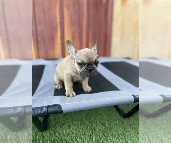 Full screen Photo #13 French Bulldog Puppy For Sale in OCEANSIDE, CA, USA