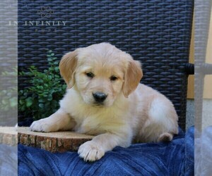 Golden Retriever Puppy for sale in NARVON, PA, USA