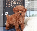 Small #2 Poochon