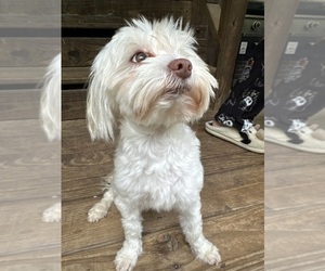 Father of the Maltipoo puppies born on 06/10/2025