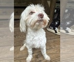 Small Photo #1 Maltipoo Puppy For Sale in RUSSELLVILLE, AL, USA