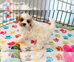 Small #5 Cavapoo (Miniature)-Poodle (Toy) Mix