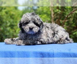Poodle (Toy) Puppy for sale in DYERSBURG, TN, USA