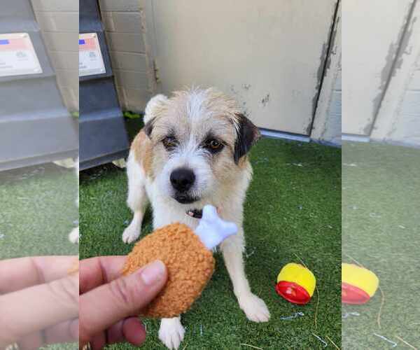 Medium Photo #3 Mutt Puppy For Sale in Tempe , AZ, USA