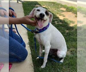 Mutt Dogs for adoption in Waterford, VA, USA