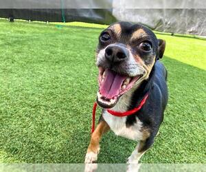 Chihuahua Dogs for adoption in Orange, CA, USA