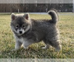 Small Photo #2 Pomsky Puppy For Sale in PITTSGROVE, NJ, USA