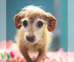 Small Dachshund Mix