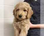 Small Photo #3 Goldendoodle-Poodle (Miniature) Mix Puppy For Sale in NARVON, PA, USA