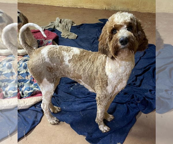 Medium Photo #1 Goldendoodle Puppy For Sale in NEWTON, NC, USA