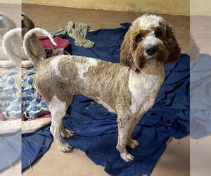 Mother of the Goldendoodle puppies born on 06/10/2025