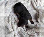 Puppy Puppy 7 Doberman Pinscher