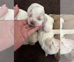 Small Photo #6 Cocker Spaniel Puppy For Sale in FLOWERY BRANCH, GA, USA