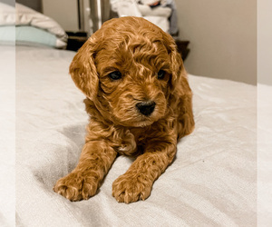 Cavapoo Puppy for sale in LOGAN, UT, USA