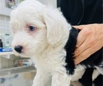 Small Sheepadoodle