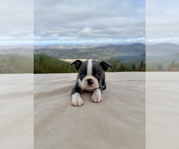 Medium Photo #1 Boston Terrier Puppy For Sale in OROVILLE, CA, USA