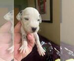 Small Photo #3 Dalmatian Puppy For Sale in ROMEOVILLE, IL, USA