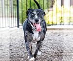 Small #25 Catahoula Leopard Dog-Labrador Retriever Mix