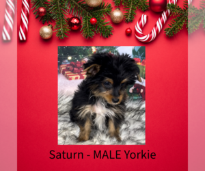 Yorkshire Terrier Puppy for sale in AZLE, TX, USA