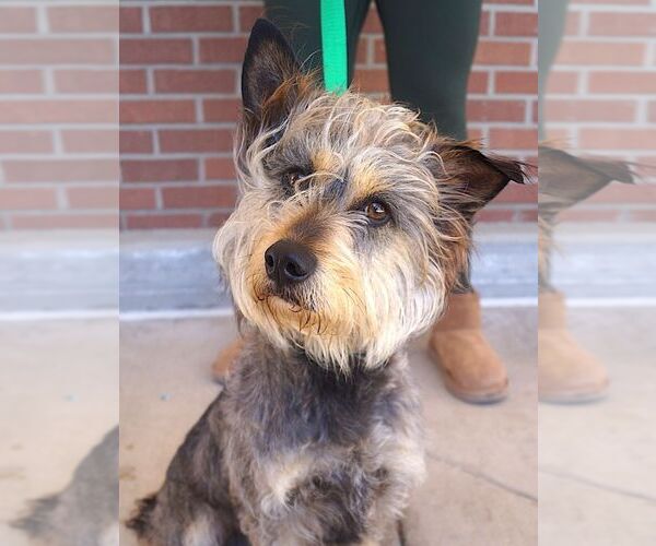 Medium Photo #3 Mutt Puppy For Sale in Carrollton, TX, USA