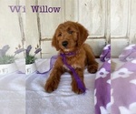Puppy WILLOW Goldendoodle