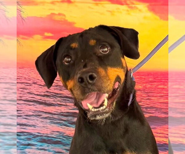Medium Photo #2 Rottweiler Puppy For Sale in Hillsboro, NH, USA