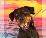 Small #1 Rottweiler
