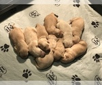 Small Photo #2 Golden Retriever Puppy For Sale in OREGON CITY, OR, USA