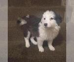 Small Photo #4 Border-Aussie Puppy For Sale in WARREN, MI, USA