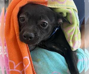 Chihuahua Dogs for adoption in Bakersfield, CA, USA