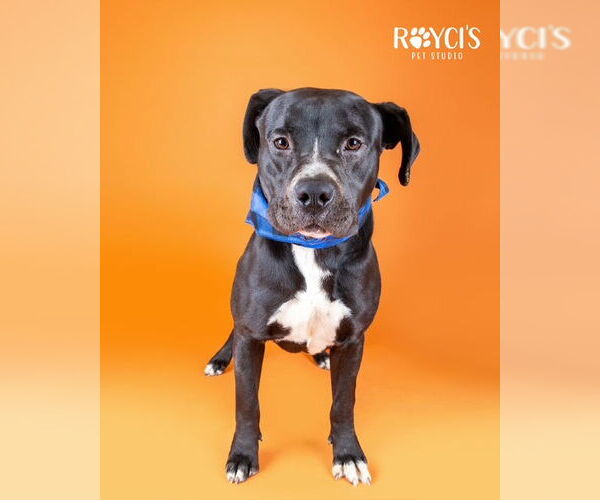 Medium Photo #2 American Pit Bull Terrier-Unknown Mix Puppy For Sale in Sandy, UT, USA