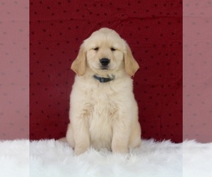 Golden Retriever Puppy for sale in FREDERICKSBURG, OH, USA