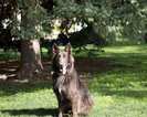Small Photo #1 German Shepherd Dog Puppy For Sale in FORT COLLINS, CO, USA