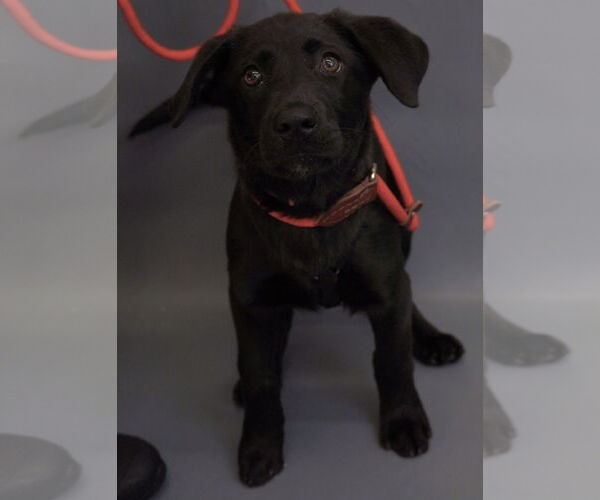 Medium Photo #4 Labrador Retriever-Unknown Mix Puppy For Sale in Princeton, MN, USA
